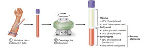 Major components of whole blood after centrifugation