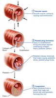 Events of hemostasis: coagulation