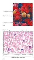 Blood cells: erythrocytes, leukocytes, platelets