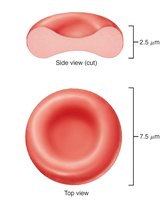 Structure of erythrocytes (red blood cells)