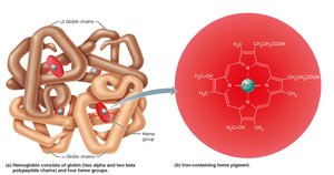 Structure of hemoglobin