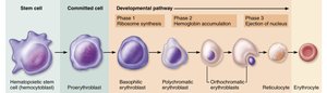 Erythropoiesis: formation of red blood cells