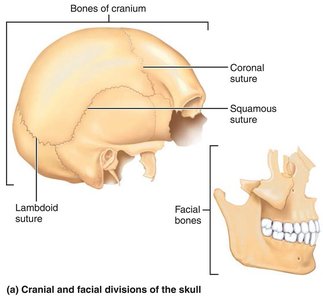 Cranial and facial divisions of the skull