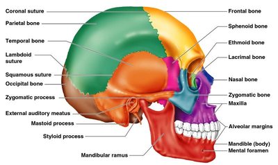 Labeled lateral view of the skull with cranial and facial bones