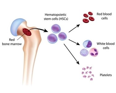 Erythropoiesis developmental pathway