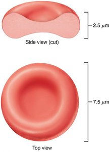 Life cycle of red blood cells