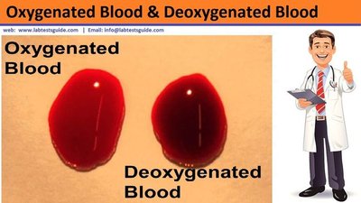 Hematopoietic stem cells in bone marrow give rise to RBCs, WBCs, and platelets