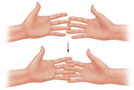 Hand analogy for sliding-filament mechanism