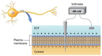 Voltage measurement across plasma membrane