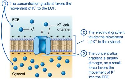 Electrochemical gradient for potassium ions