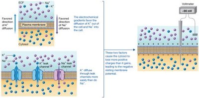 Generation of resting membrane potential