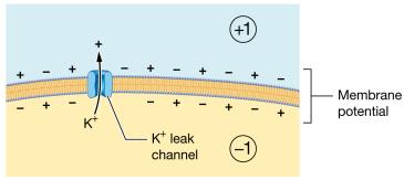 Positive ions creating negative membrane potential