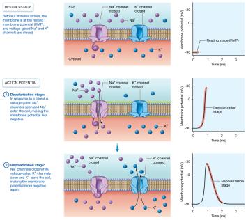 Stages of an action potential