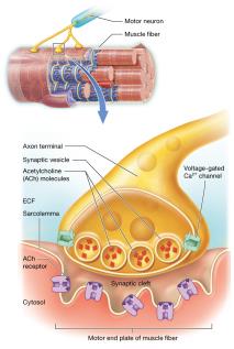 Structures of the neuromuscular junction