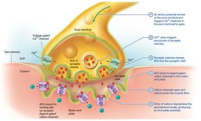 Excitation phase at the neuromuscular junction