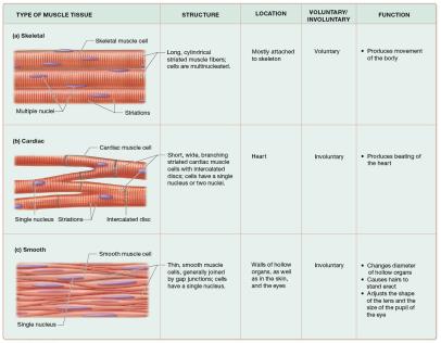 Comparison table of skeletal, cardiac, and smooth muscle tissue