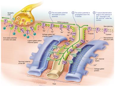 Excitation-contraction coupling at sarcolemma and SR