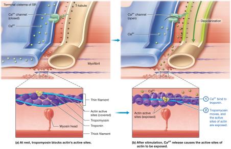 Preparation for contraction: regulatory events at myofibril