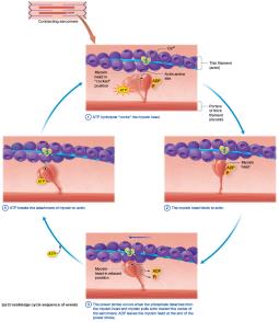 Contraction phase: crossbridge cycle