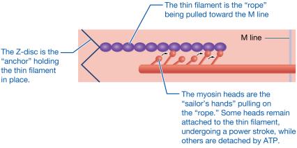 Analogy of sailors pulling a rope for sliding-filament mechanism