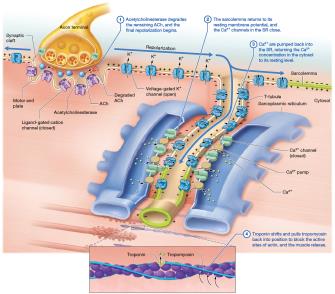 Relaxation phase: process of muscle relaxation