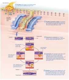 Big picture of skeletal muscle contraction