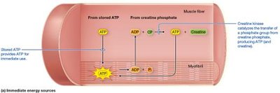 Immediate energy sources for muscle fibers
