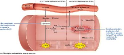 Glycolytic and oxidative energy sources for muscle fibers