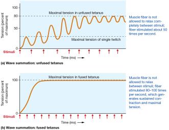 Wave summation: unfused and fused tetanus