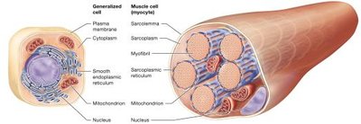 Comparison of a generalized cell and a muscle cell