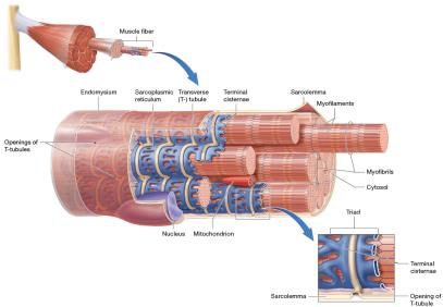 Structure of a skeletal muscle fiber
