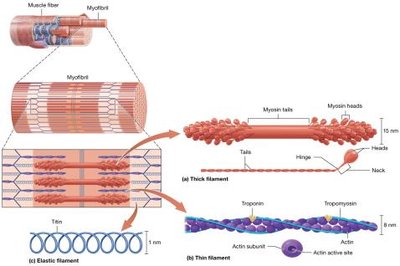 Structure of myofilaments: thick, thin, and elastic filaments