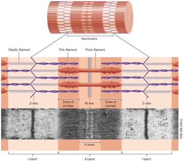 Structure and bands of the sarcomere