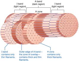 Three-dimensional structure of the sarcomere