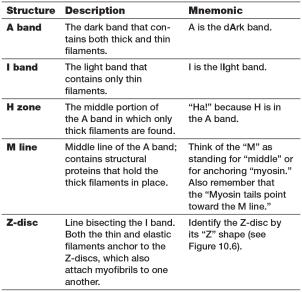Mnemonic table for sarcomere bands