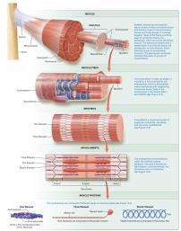 Levels of organization within a skeletal muscle