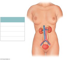Overview of the urinary system showing major organs