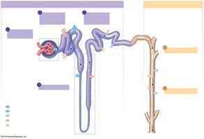 Overview of a nephron and the collecting system