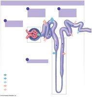Parts of a nephron