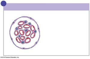 Cross-sectional view of the renal corpuscle