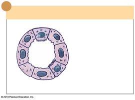 Cross-sectional view of the collecting duct