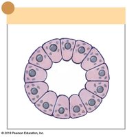 Cross-sectional view of the papillary duct