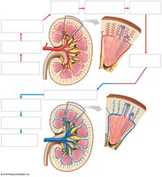 Circulation patterns in the kidney