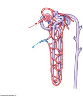 Peritubular capillaries in a cortical nephron
