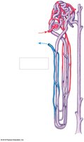 Vasa recta in a juxtamedullary nephron