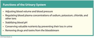 Functions of the urinary system
