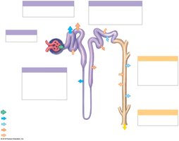 Locations of filtration, reabsorption, and secretion in the nephron and collecting system