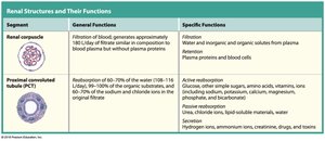 Renal structures and their functions (part 1)