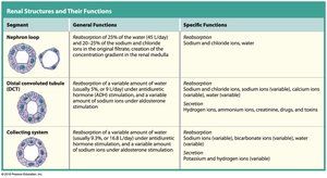 Renal structures and their functions (part 2)