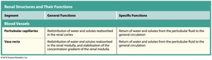 Renal structures and their functions (part 3)